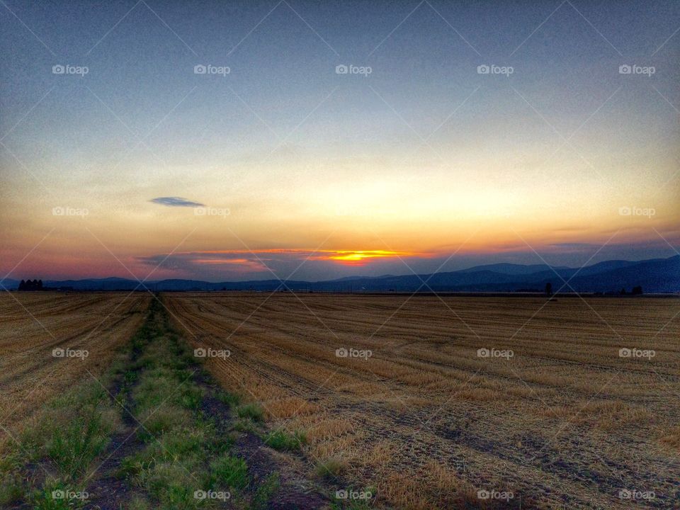Sunset Fields 