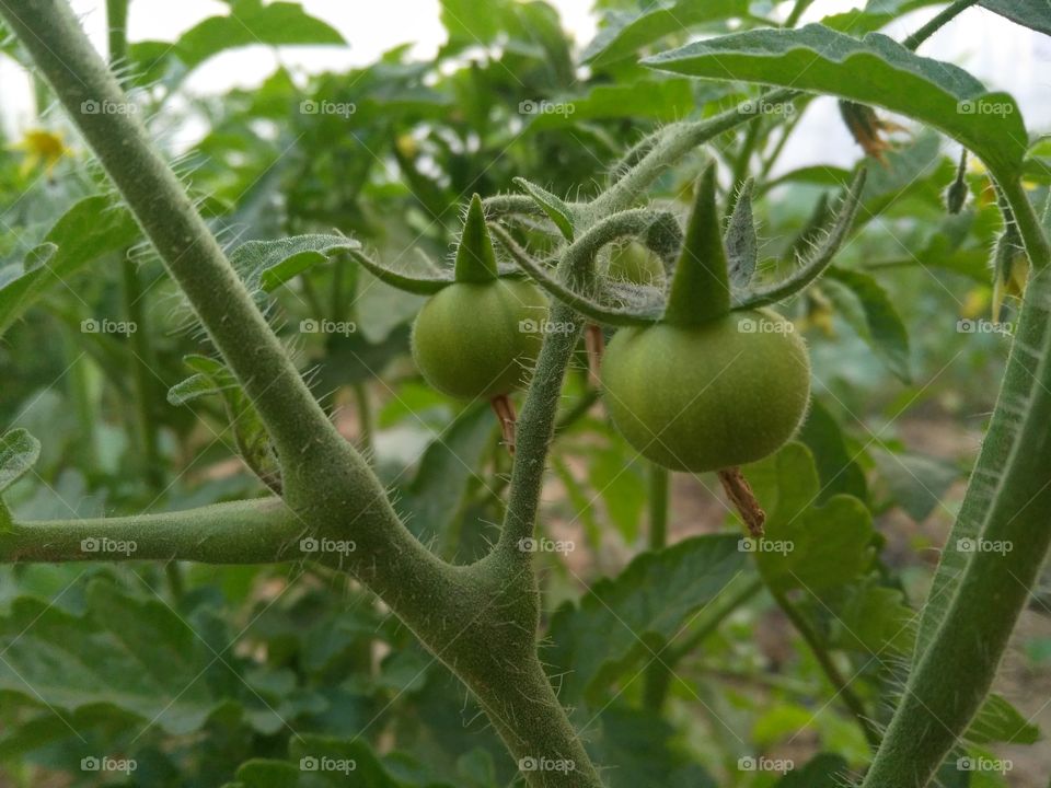 A first hava tomato in the plant