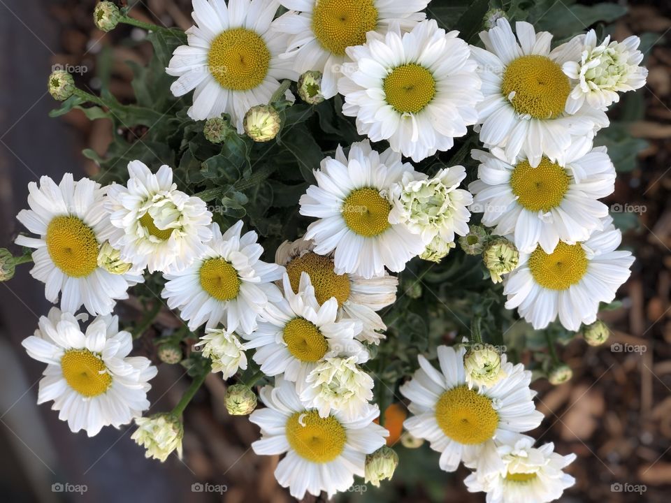 Daisies closeup