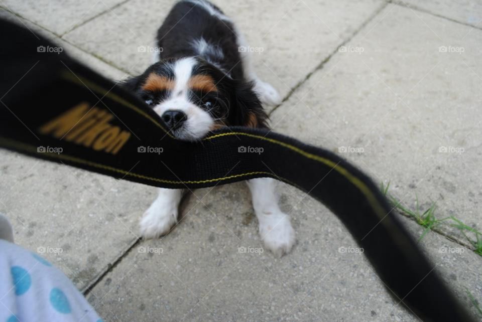 Walter the puppy playing tug of war with a Nikon camera strap, that was still attached to the camera! He was too exited for his first photo shoot!