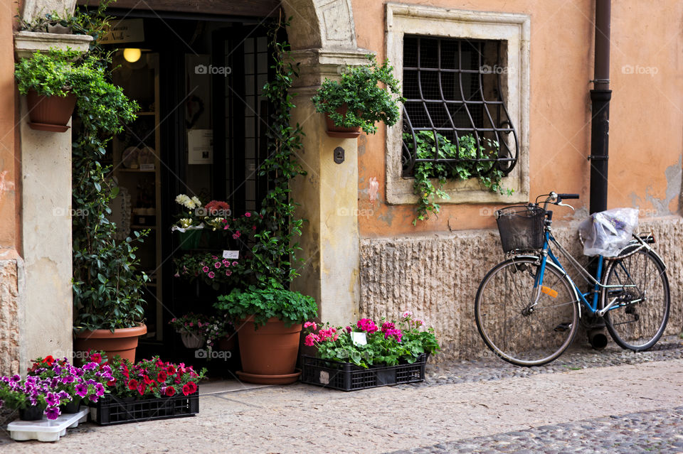 Plants in pots