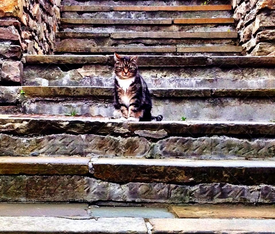 Cat steps