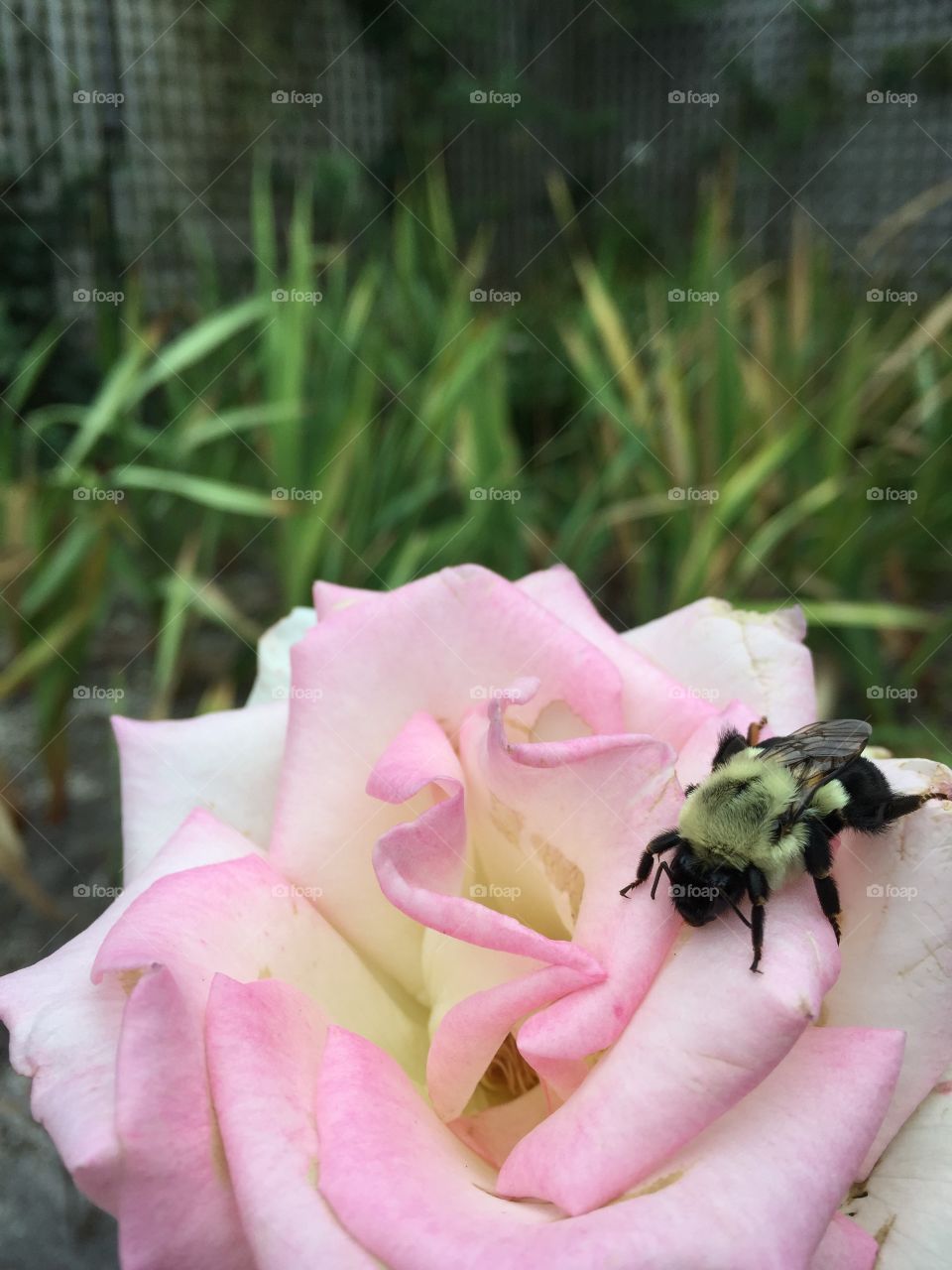 A fuzzy bumble bee on a beautiful pink rose.