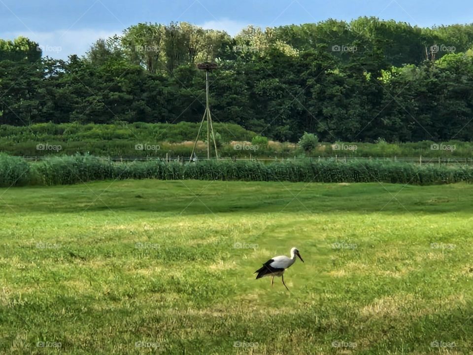 Home of the stork in the Netherlands