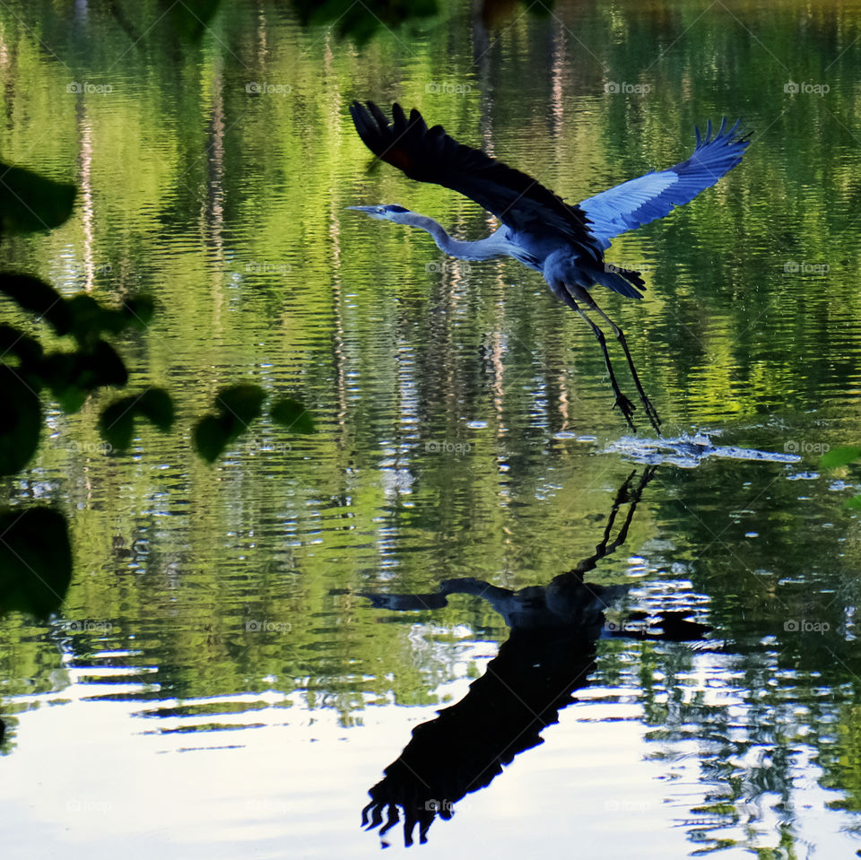 The Great Blue Heron. Such a cool bird! Lake Wheeler Park in Raleigh North Carolina. 