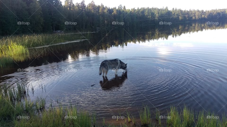 Dog drinking water in river