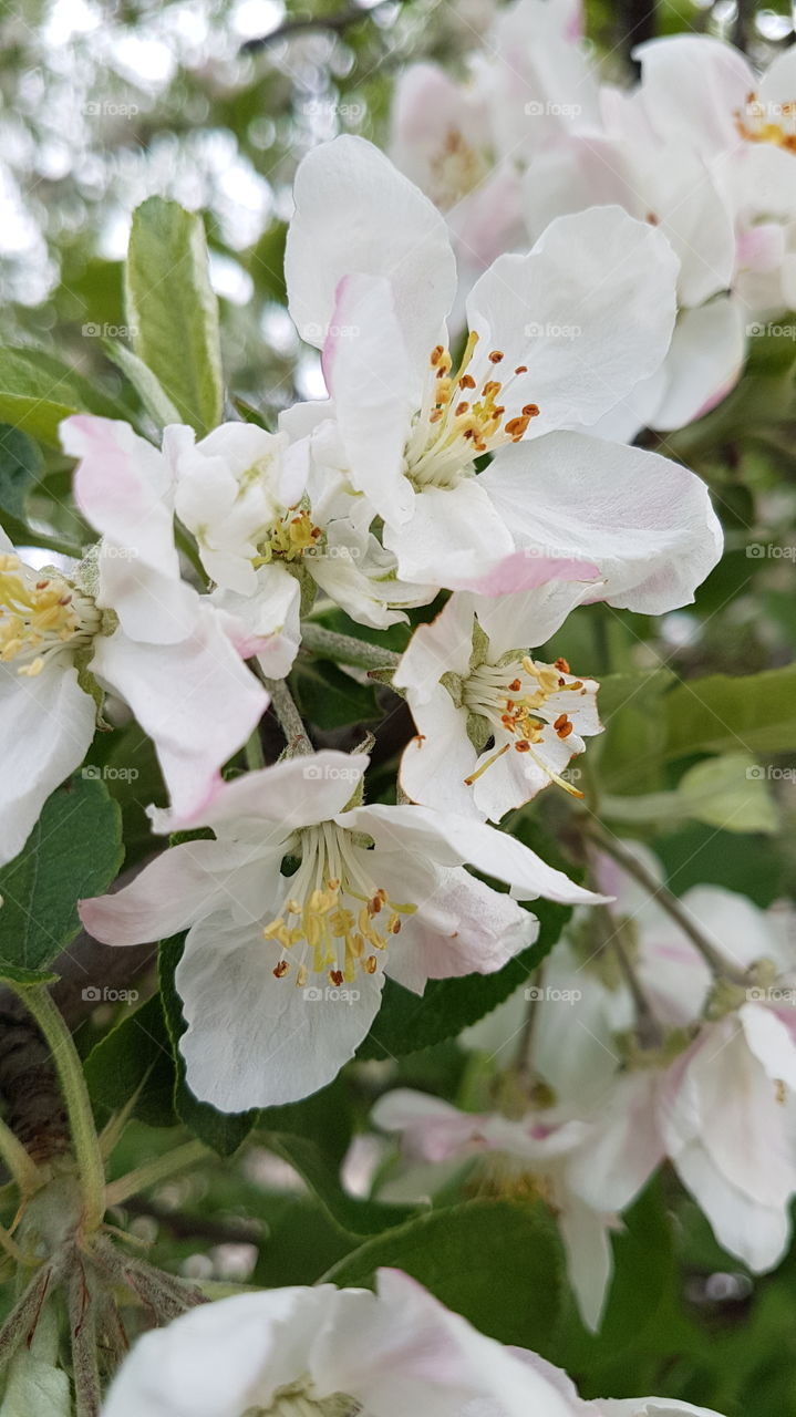 apple flowers tender spring