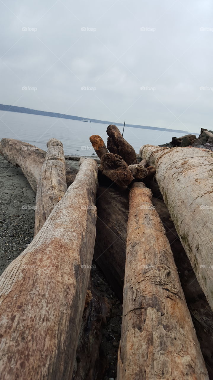 Drift wood logs