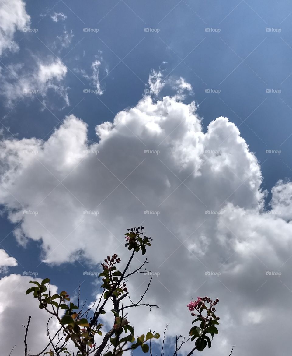 Clouds and Flowers