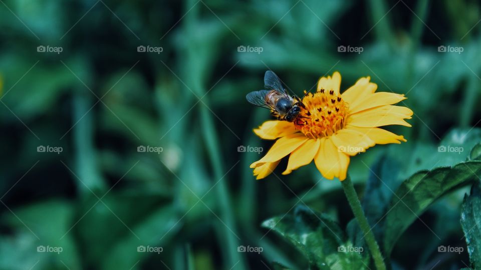 Kiss of Bee