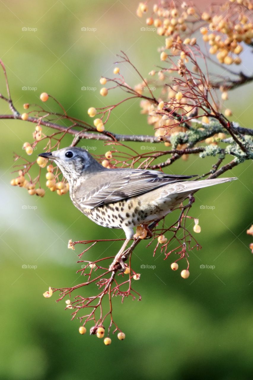 thrush on a rowan tree :)