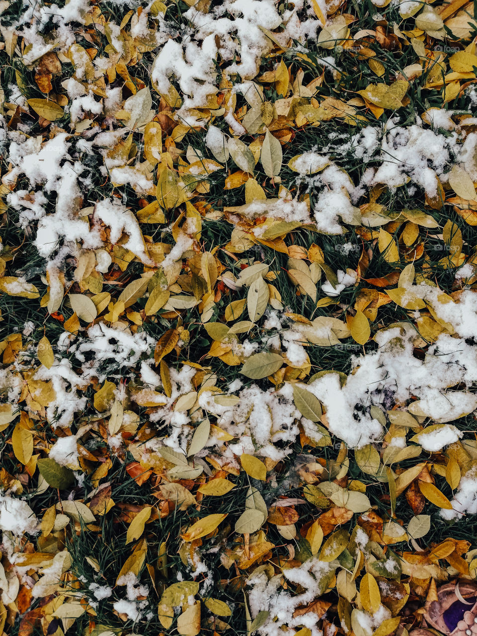 Autumn winter and the first