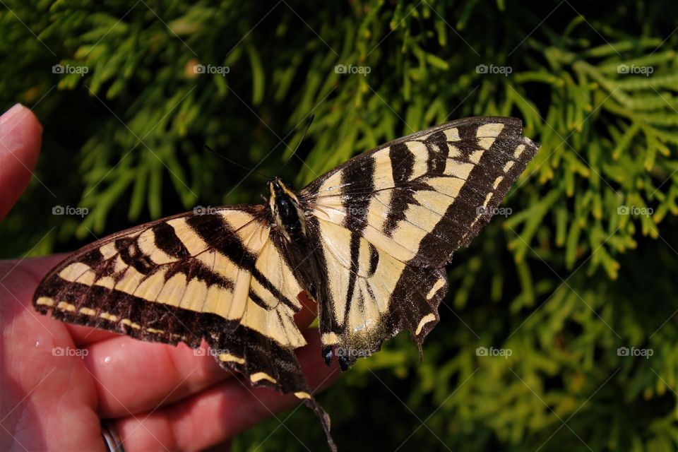 monarch butterfly