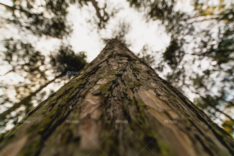 Tall Tree
