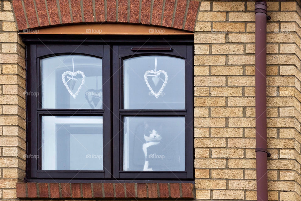 Decorated window with hearths and curious cat 