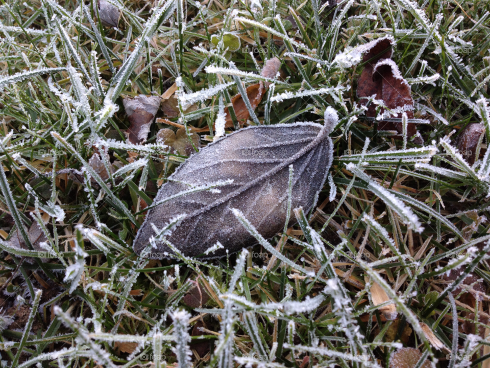 winter macro grass ice by kei_image
