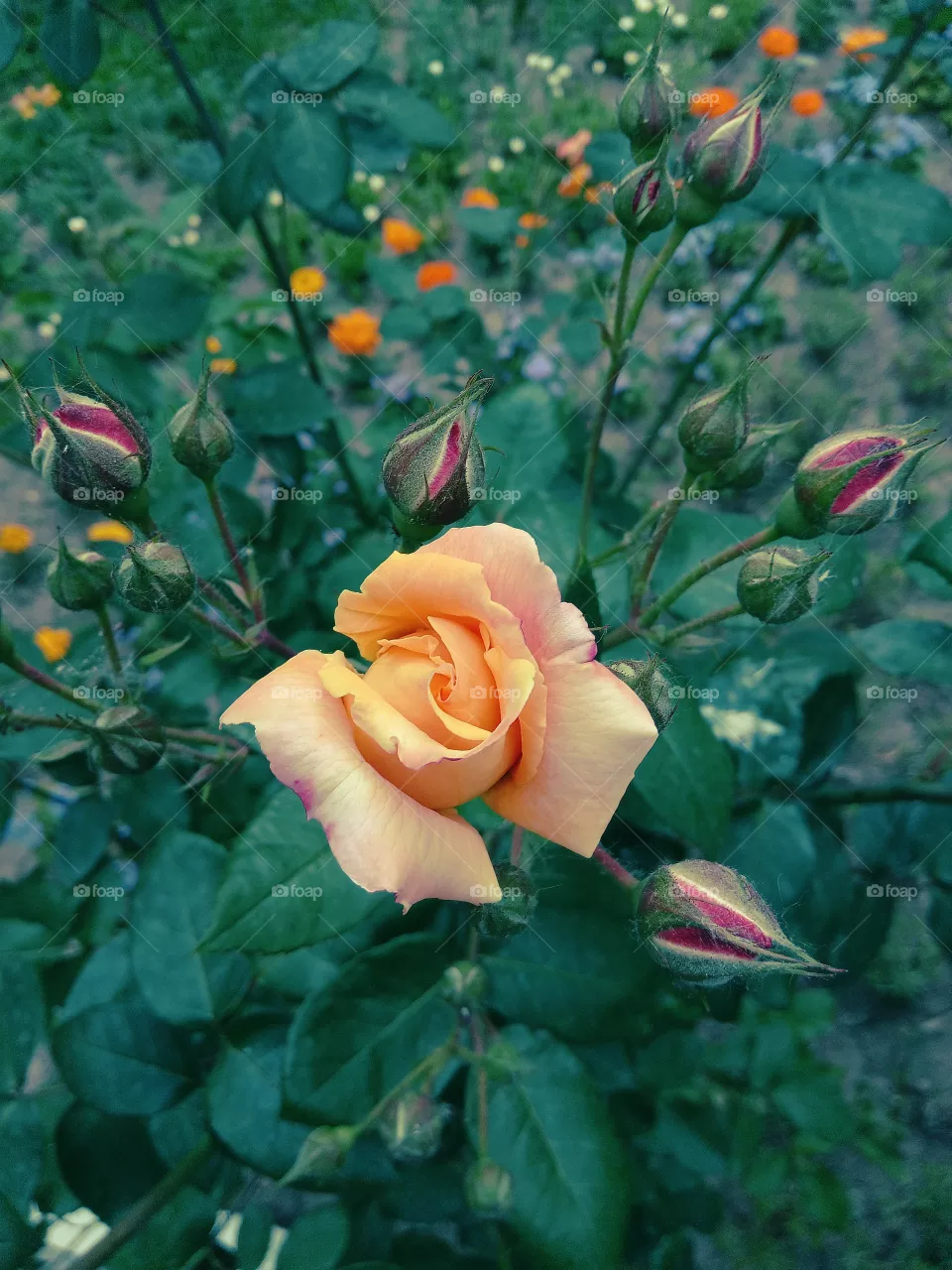 Roses