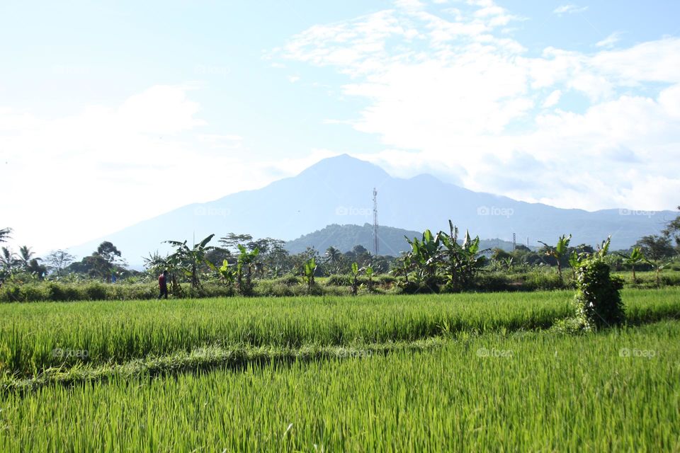 mountains in the fields