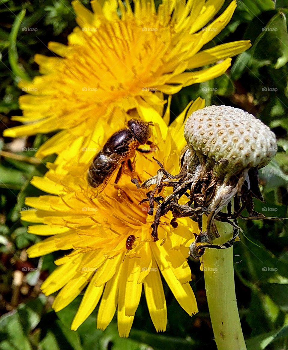 pollen feast