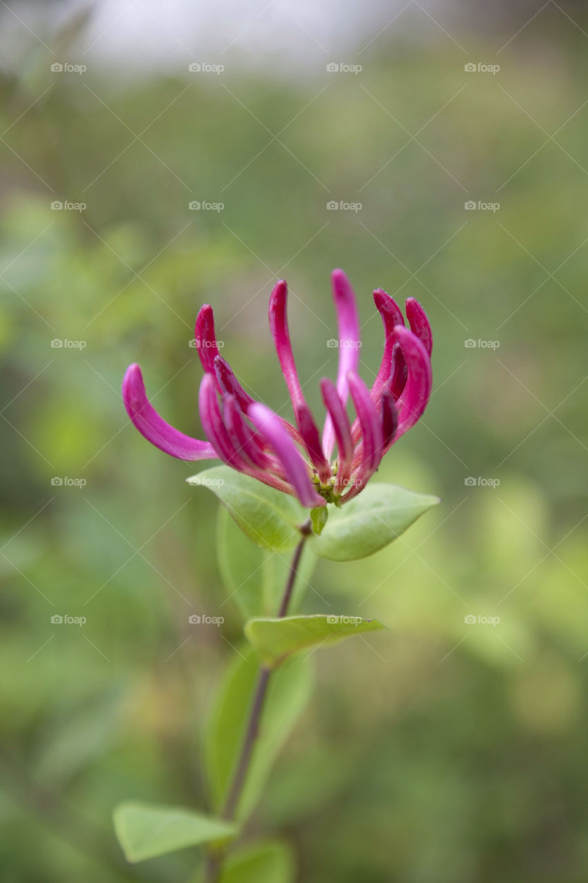 Honeysuckle