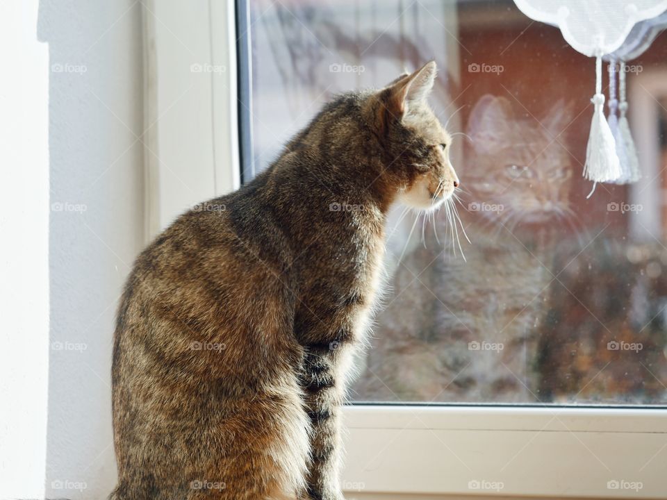 Cat looking through window