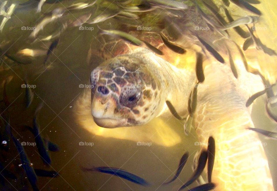 Turtle in water surrounded by little fish with light piercing through 