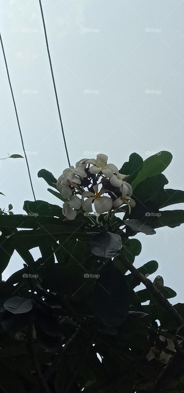 white colour flowers