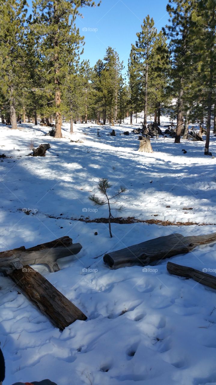 snowy woods. a day up on mt charleston