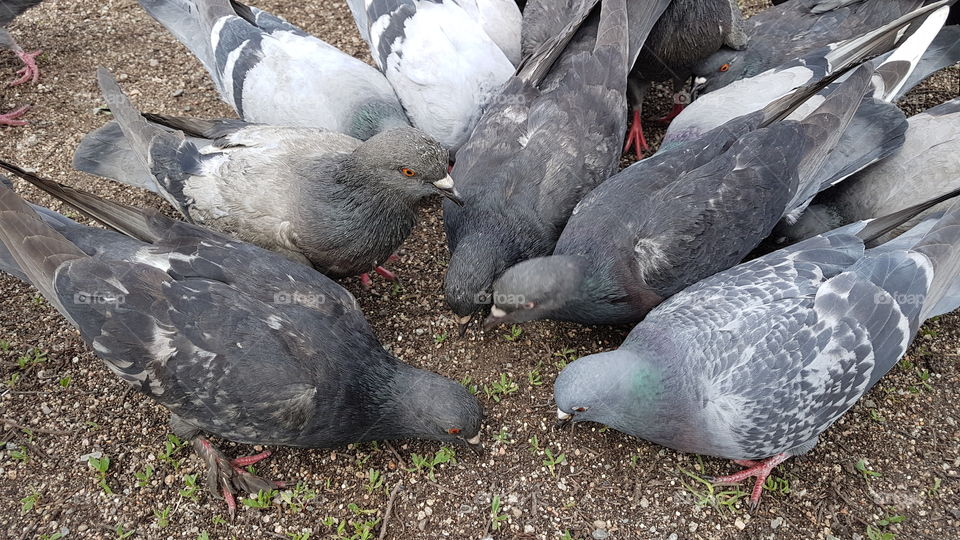 doves like a business team