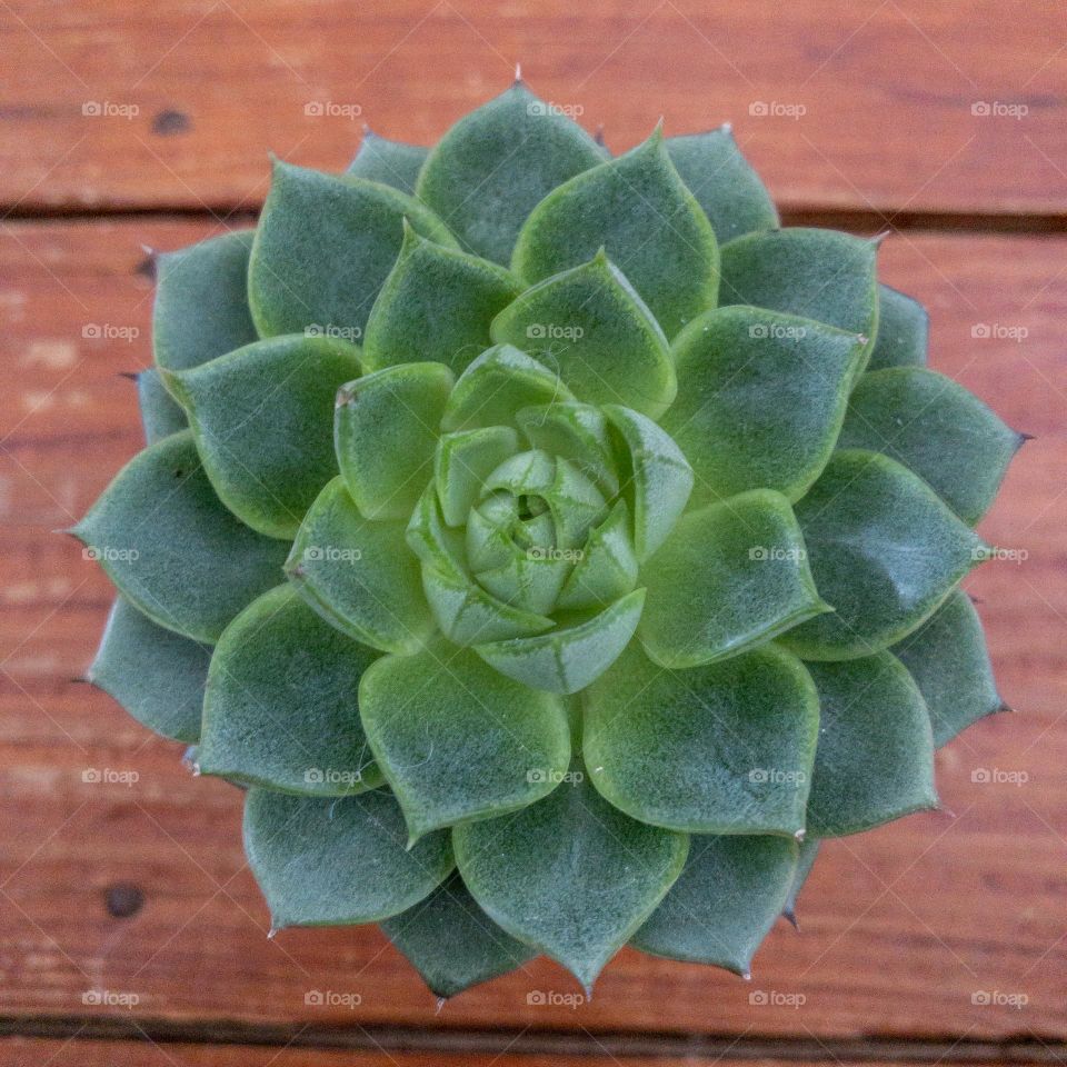 Circular succulent 