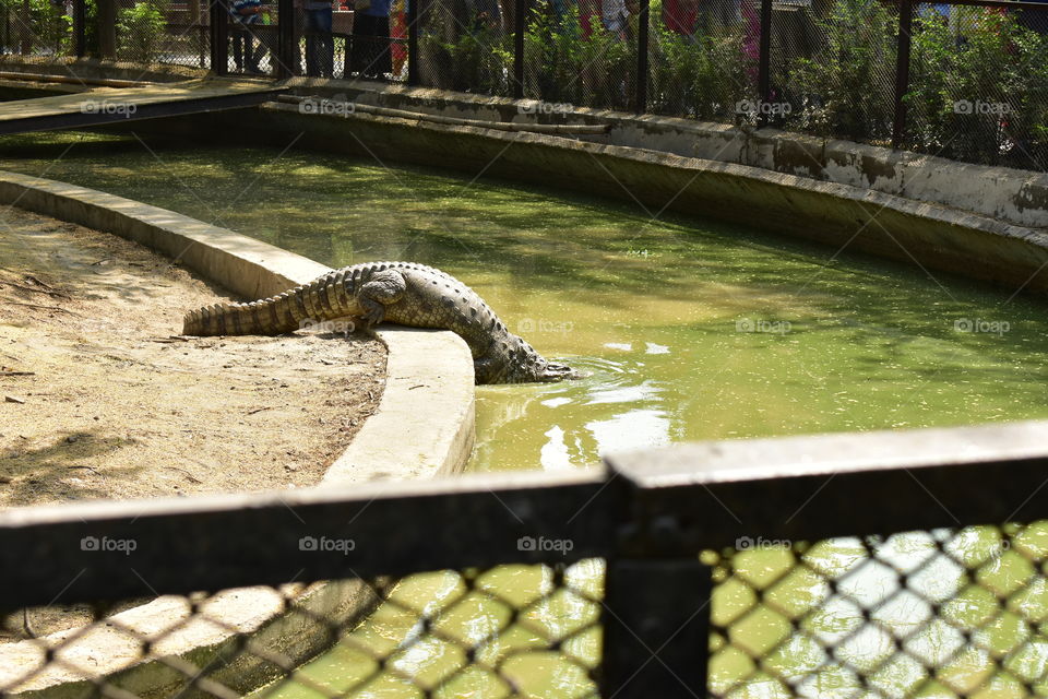 crocodile go to swimming