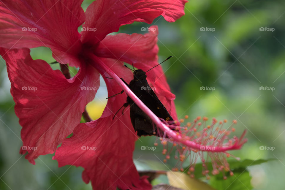 Butterfly on a red flower