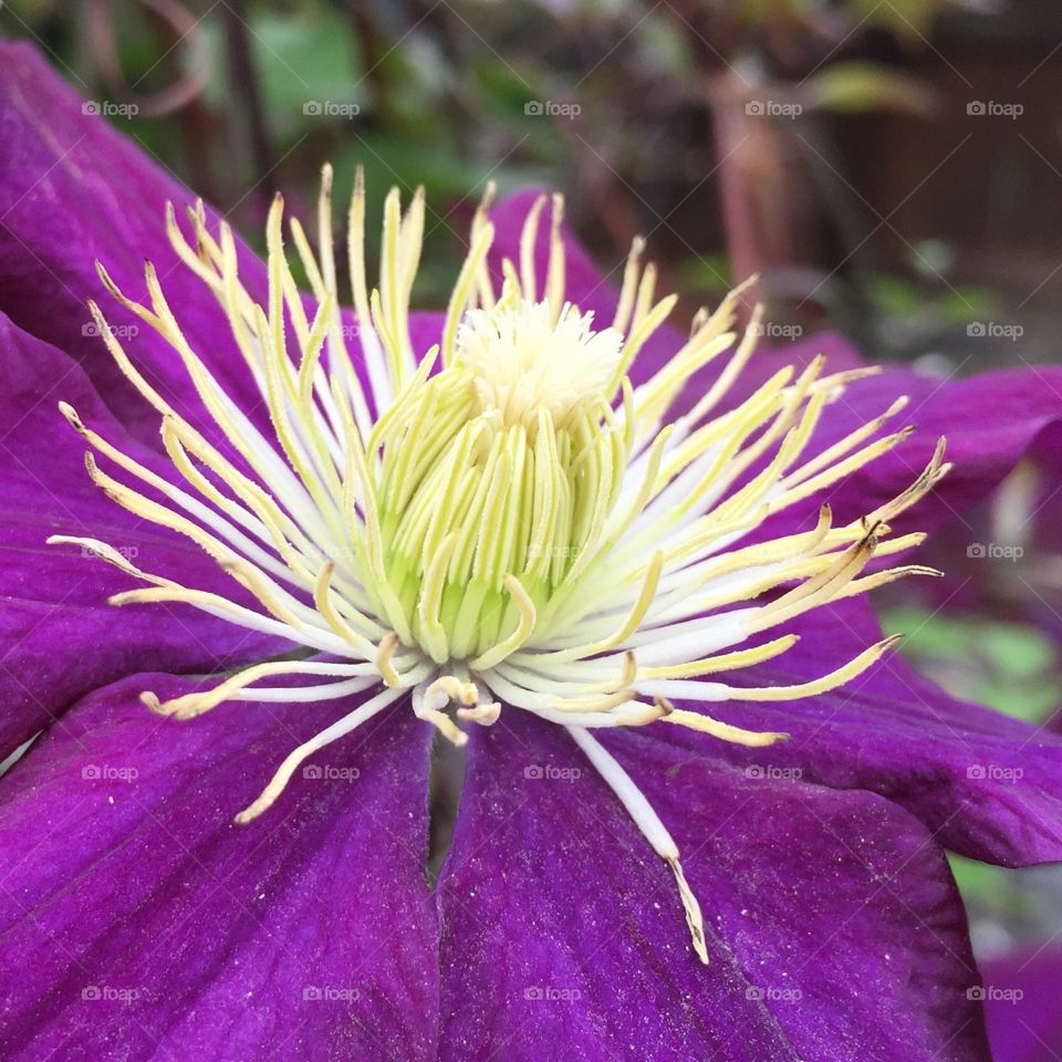 Springtime is here. This Clematis says Summer is around the corner. 