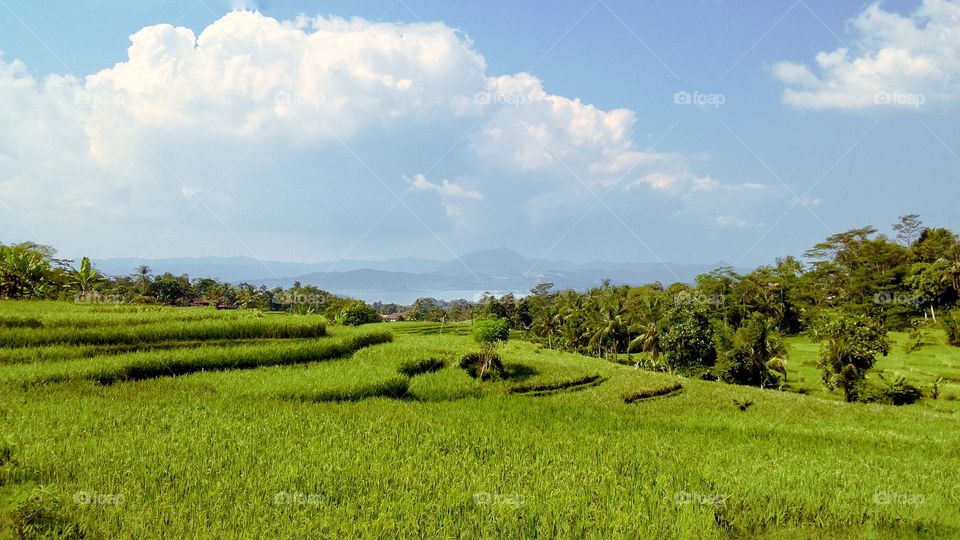 rice terrace