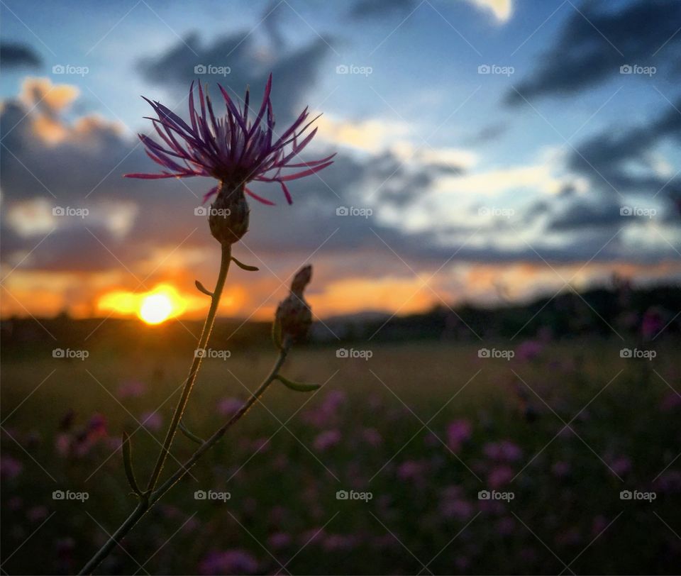 Flower at sunset