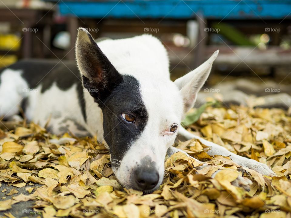 Cute Dog. The black and white dog