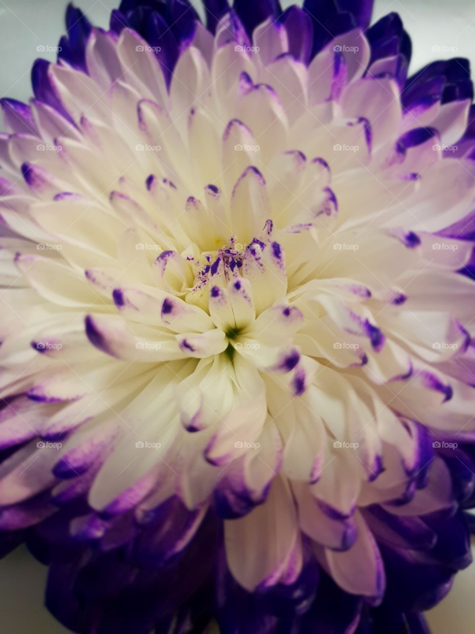 Dahlia close up