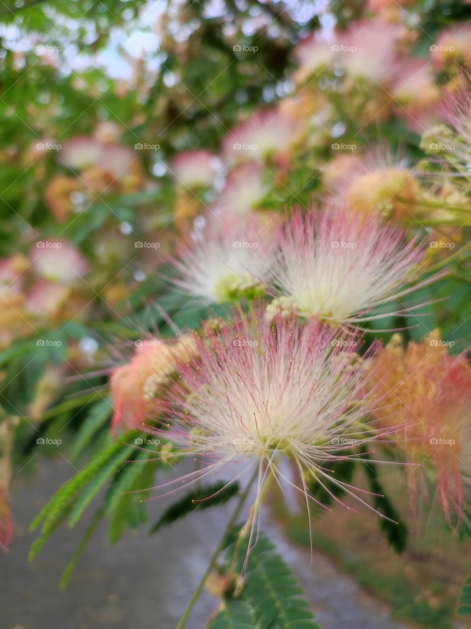 The heaven tree