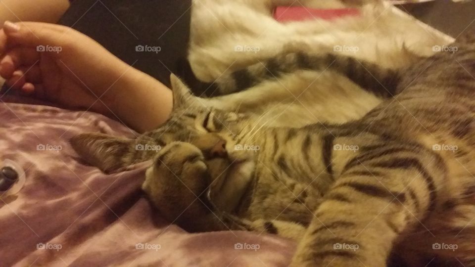 kitties just want to cuddle and be pet.