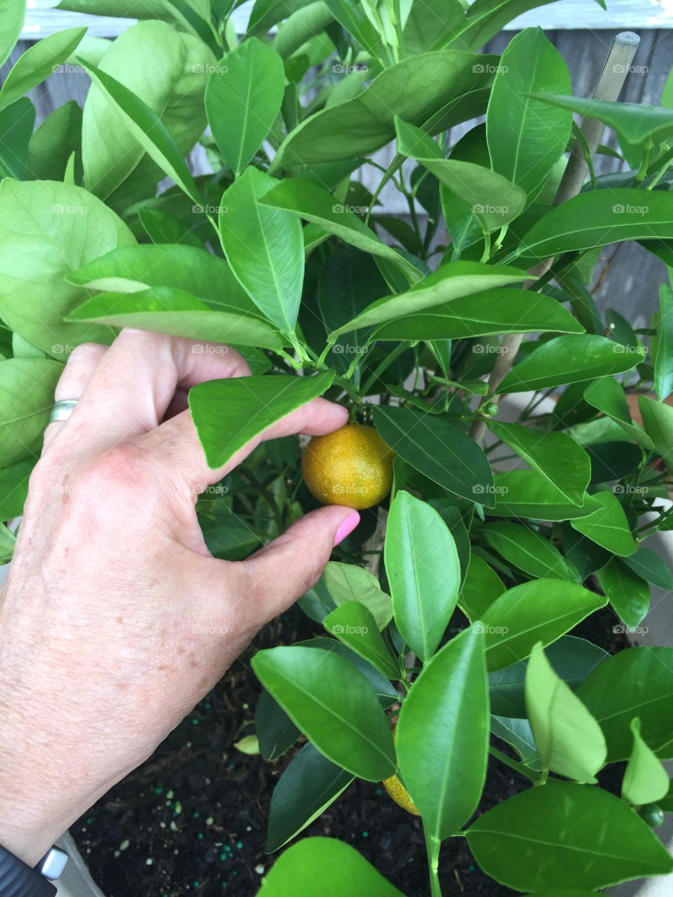 Tending to oranges