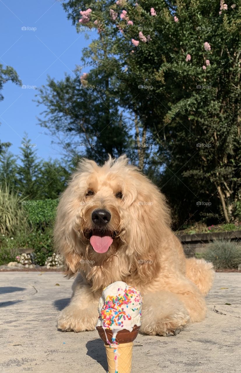 Dog with ice cream melting