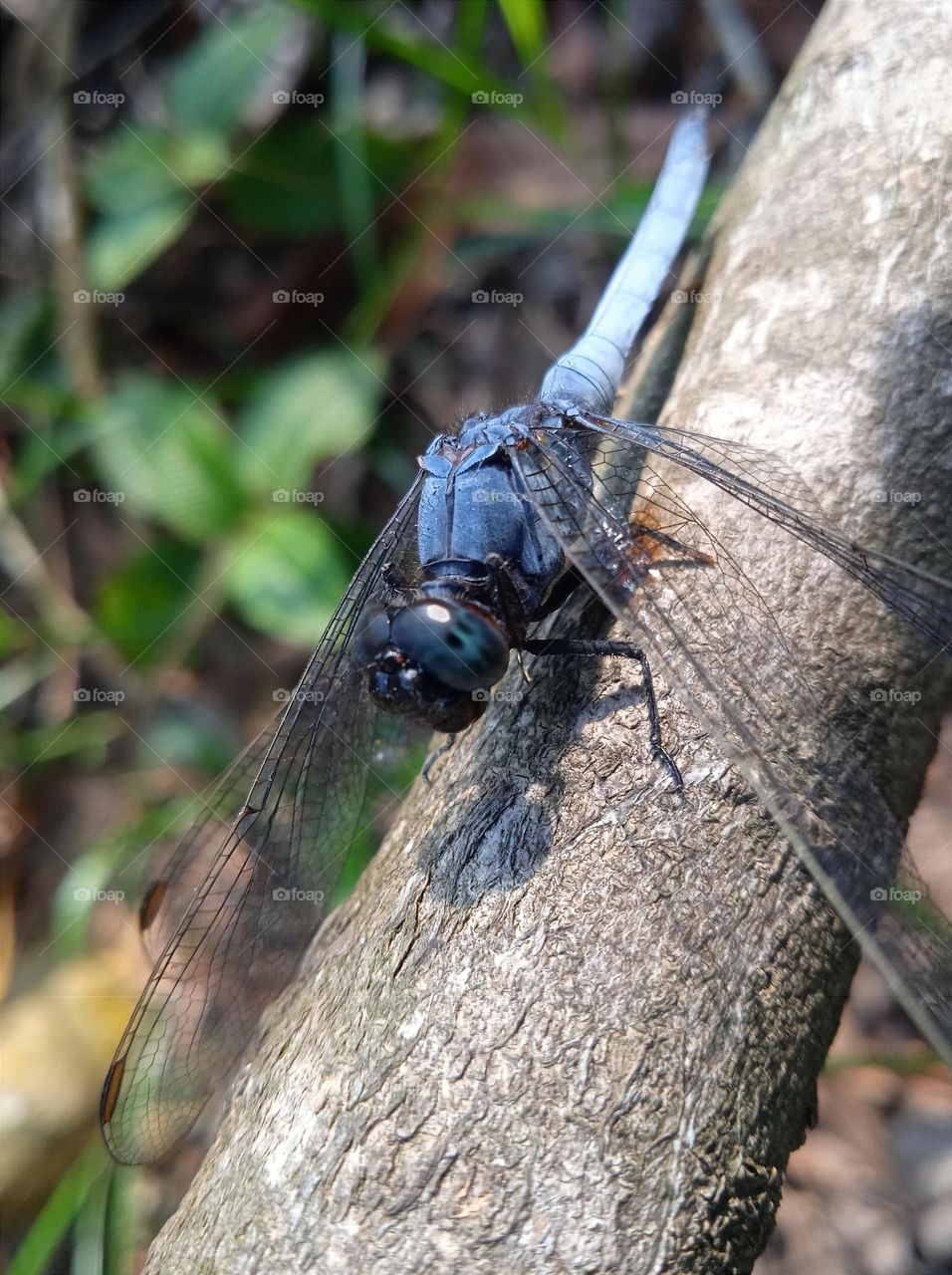 Blue dragonfly.