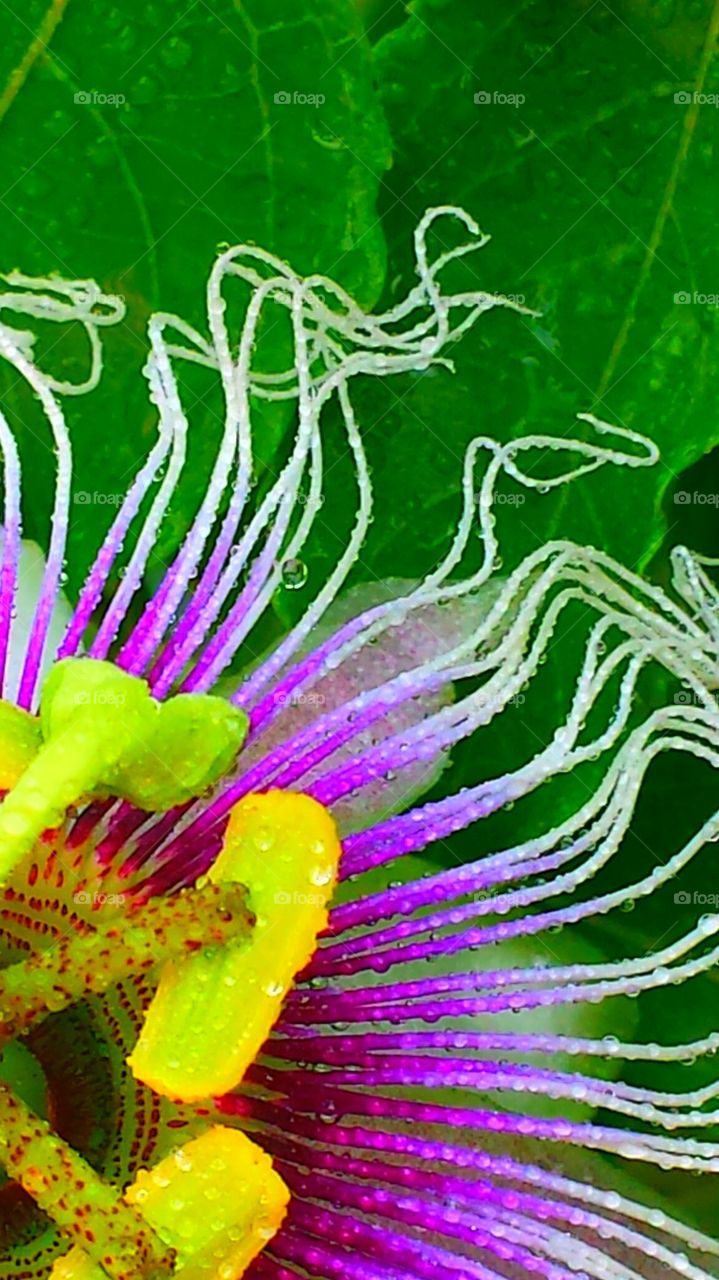 "Passion Flower"