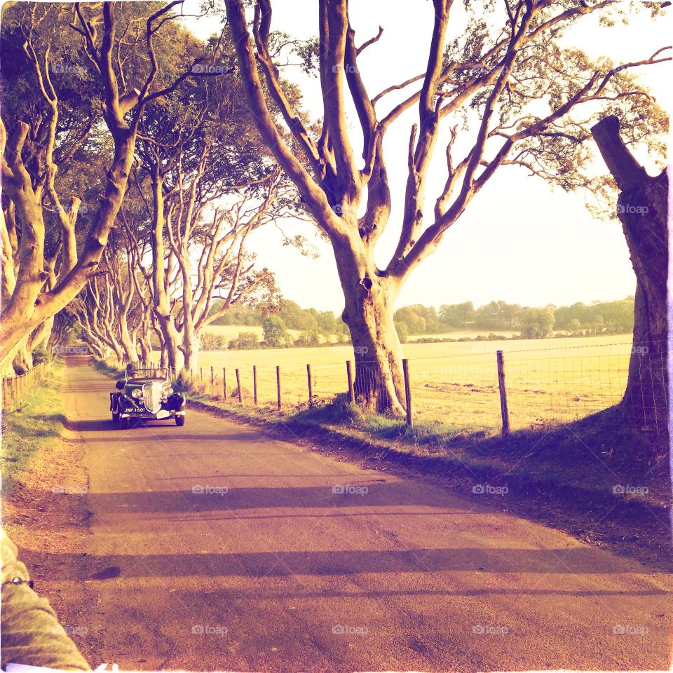 Dark hedges