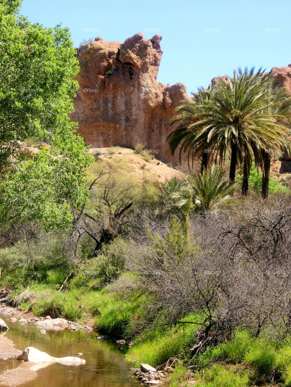 River Oasis in the Desert