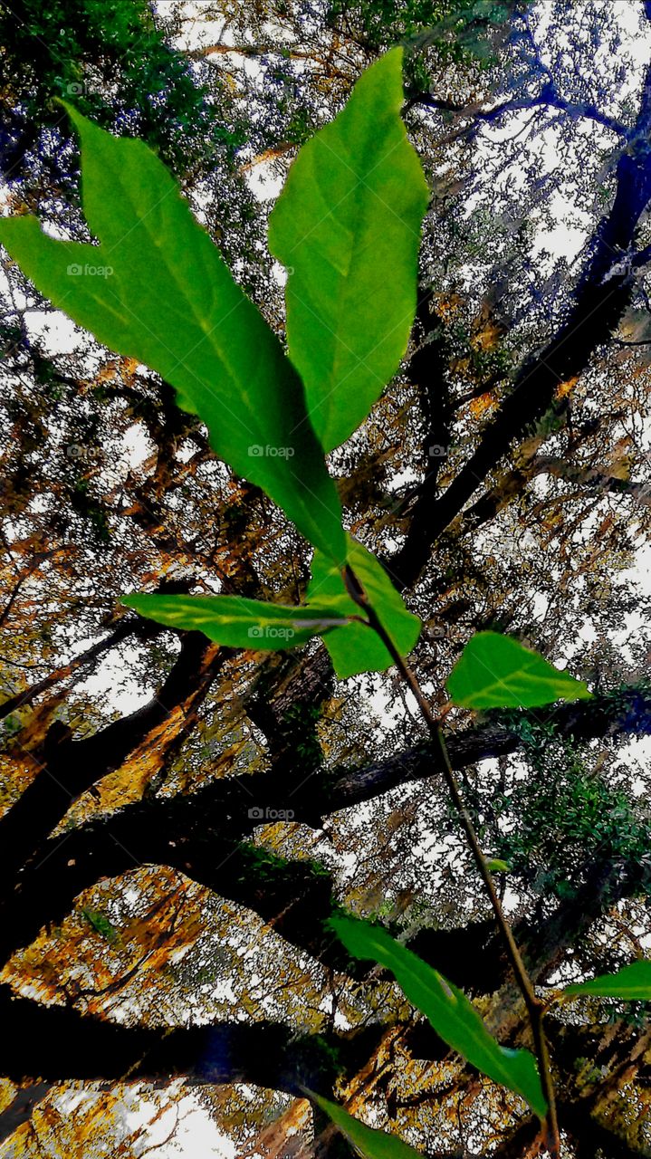 tree branch leaves