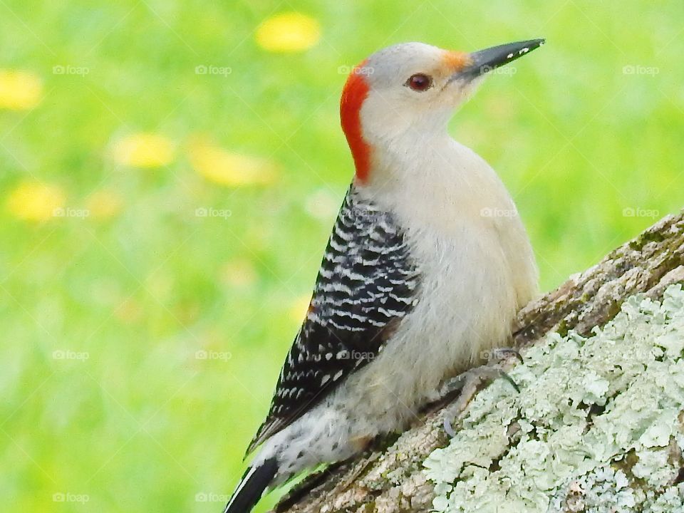 Red bellied woodpecker.