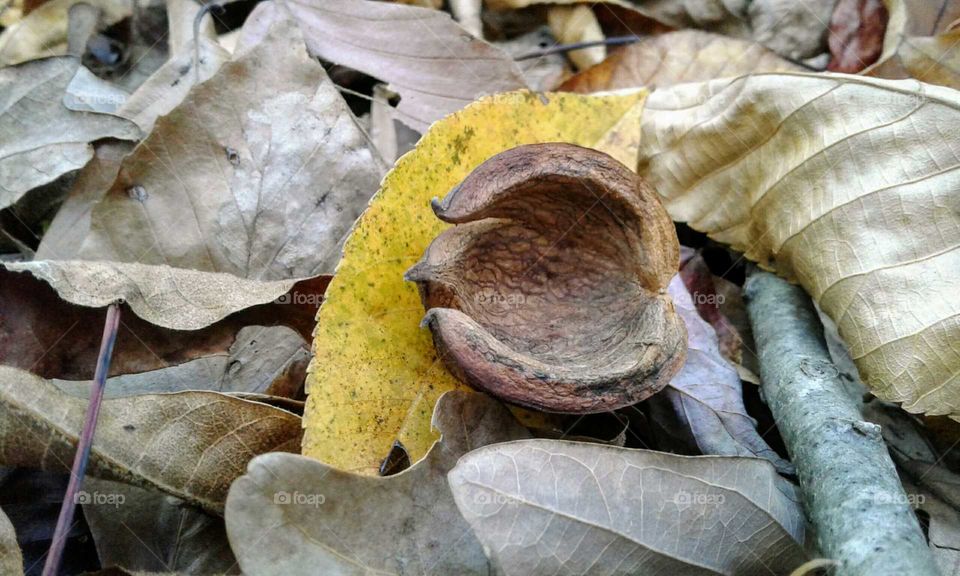 Hickory Nut & Leaves