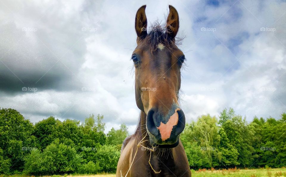 Tall brown horse with grass hanging from its mouth wa5ching straight into the camera