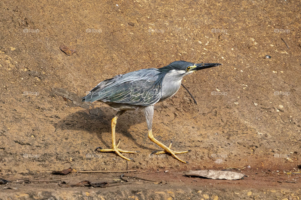 Bird ID - Green Backed Heron (or) little heron